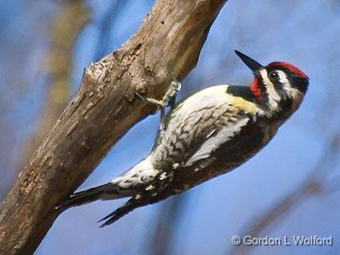 Yellow-bellied Sapsucker_53062.jpg - Yellow-bellied Sapsucker (Sphyrapicus varius) photographed at Ottawa, Ontario - the capital of Canada.